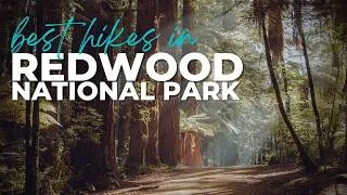 Thumbnail: The Best Hikes in Redwood National Park | Grove of Titans, Fern Canyon and more