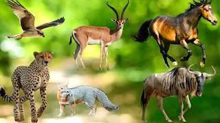 Thumbnail: Top 20 Fastest Animals on Earth / Fun Animal Facts for Kids