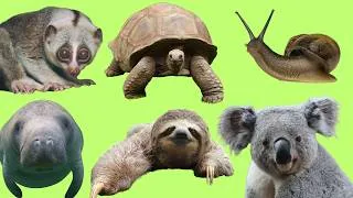 Thumbnail: Top 20 Slowest Animals in the World /Amazing  Slowest Animal Facts for Kids
