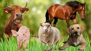 Thumbnail: Animal Freeze Dance Song and  animal sounds  / Move, Dance & Learn