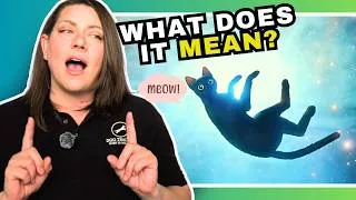 Thumbnail: Dog Behaviorist Reacts: Flow Reveals More Than We Think About Animals