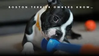 Thumbnail: 10 Quirks Every Boston Terrier Owner Should Know!