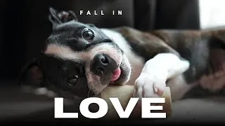 Thumbnail: 20 Reasons You'll Fall in Love with Boston Terriers (From a Lifelong Owner)