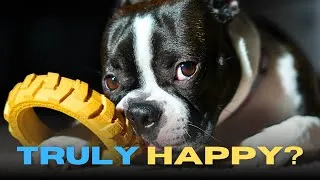 Thumbnail: Signs Your Boston Terrier Is Actually Happy (Not Just Excited)