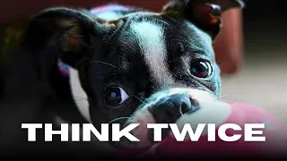 Thumbnail: 9 Big Reasons Boston Terriers Aren’t for Everyone