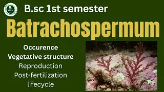 Thumbnail: Batrachospermum Occurence,Vegetative structure,Reproduction,post-fertilization changes,lifecycle 