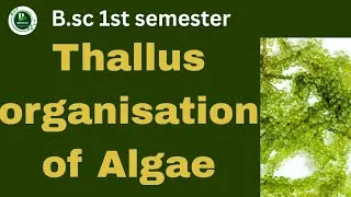 Thumbnail: Thallus organization in Algae||Unicellular & multicellular||B.sc 1st year botany ||Handwrittennotes