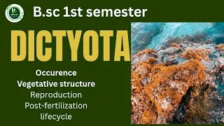 Thumbnail: Dictyota systematic position,vegetative structure,Asexual reproduction,Sexual reproduction,lifecycle