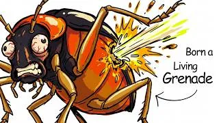Thumbnail: Why It Sucks To Be Born As a Bombardier Beetle