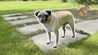 Thumbnail: Enjoying Nature | Pug Vlog