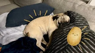 Thumbnail: Just A Potato Doing Potato Things | Pug Vlog