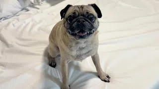 Thumbnail: After Bath Shenanigans | Pug Vlog