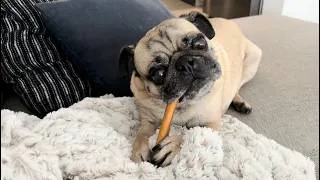 Thumbnail: Pug Noises | ASMR Edition