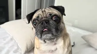 Thumbnail: We're So Back! | Pug VLOG