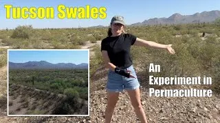 Thumbnail: Tucson Swales - an Experiment in Permaculture