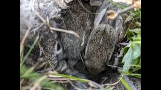 Thumbnail: Baby Bunny Nest Found in the Garden! Six Bunnies!
