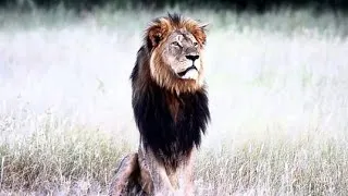 Thumbnail: death of Cecil the lion