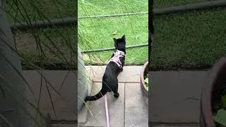 Thumbnail: Acts more like a #dog than #blackcat Koko the #cat doing her thing.