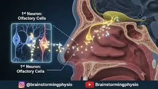 Thumbnail: Smell begins long before your brain recognize an odor! 👃🧠The Olfactory Nerve (CN I) 