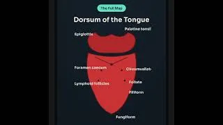 Thumbnail: The Tongue: Small Organ, Massive Responsibilities!