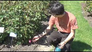 Thumbnail: portland art museum, cardi concert, international fair, washington park
