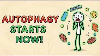 Thumbnail: When Does Autophagy Actually Start? (The exact timeline)
