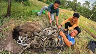Thumbnail: Brave Experts Catch 100 Giant Cobras With Their Bare Hands