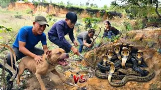 Thumbnail: Brave Experts Used Bitbull Dog Catch 100 Giant Cobras With Their Bare Hands.