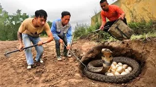 Thumbnail: Brave Experts Catch 10 Giant Cobras With Their Bare Hands.