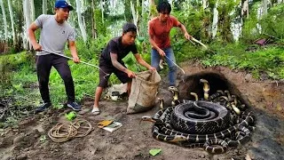 Thumbnail: Brave Experts Catch 100 Banded Krait Snakes With Their Bare Hands.