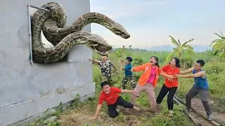 Thumbnail: Brave Expert Rescues Young Girl From 2 Giant Golden Pythons