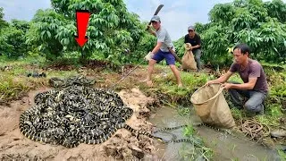 Thumbnail: Brave Hunter Catch 100 Ferocious Black White Snakes With His Bare Hands