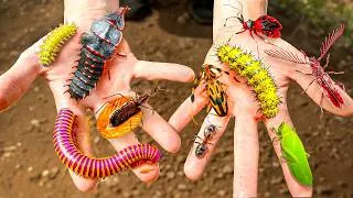 Thumbnail: Catching Weirdest Bugs on Earth!