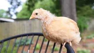 Thumbnail: 😍 Newly Hatched Baby Chickens Playing! 😍