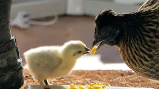 Thumbnail: Baby Chickens First Steps! 😍