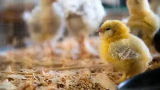 Thumbnail: 💗 Newly Born Baby Chickens! 😍