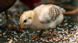 Thumbnail: The Cutest Baby Chickens In The World! 🥰😍