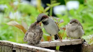 Thumbnail: 💗 Baby Birds Learning How To Feed Without Mum! 💗