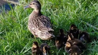 Thumbnail: 10 Baby Birds In The Same coop! 😍