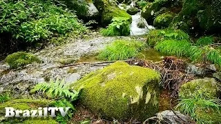 Thumbnail: Relaxing Nature Sounds - Forest of Hinohara#03 ©井上よういち