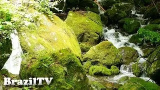 Thumbnail: Relaxing Nature Sounds - Forest of Hinohara#02 ©井上よういち