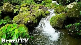 Thumbnail: Relaxing Nature Sounds - Forest of Hinohara#01 ©井上よういち