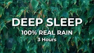 Thumbnail: Deep Sleep Rain: 3 Hours of Gentle Rain on Leaves for Sleep & Relaxation (100% Real Rain)