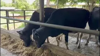 Thumbnail: Modern Farming in Uganda Africa! Utilize small land