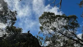 Thumbnail: Guy Fawkes Wilderness Walk - June 2026