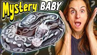 Thumbnail: Opening More of Brian Barczyk's Mystery Snake Eggs (INSANE LOOKING)