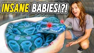 Thumbnail: Mystery Gene Produced INSANE Looking Snakes!!!