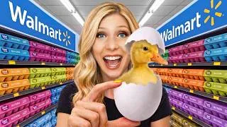 Thumbnail: Hatching Grocery Store Eggs As Pets | Brianna