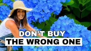 Thumbnail: Which Type of Hydrangea Should You Grow? Here’s What I Grow