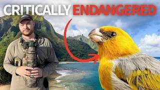 Thumbnail: I Traveled to Hawai'i to Find This RARE Bird